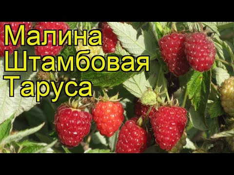 Малина штамбовая Таруса. Краткий обзор, описание характеристик, где купить саженцы