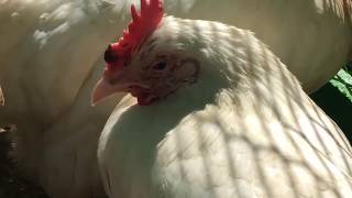 تربية الدجاج البلدي - علاج مرض الجدري واهم المسببات له وكيفية تفادي الإصابة به