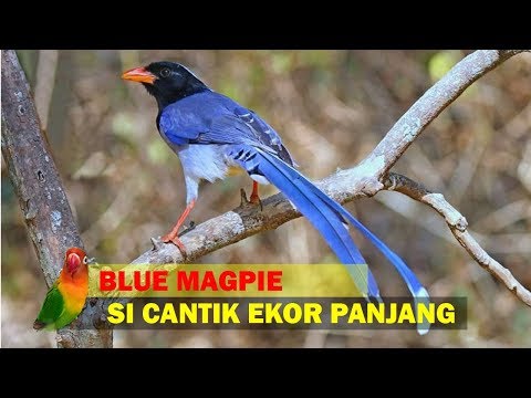 Video: Burung Mana Yang Menyanyi Dengan Ekornya