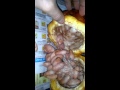 PITICAO (CACAO POD BAGGER/SLEEVER) - YouTube