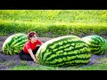 Harvest the King Of Watermelons (The Sweetest Watermelon In The World) - Goes to the market sell