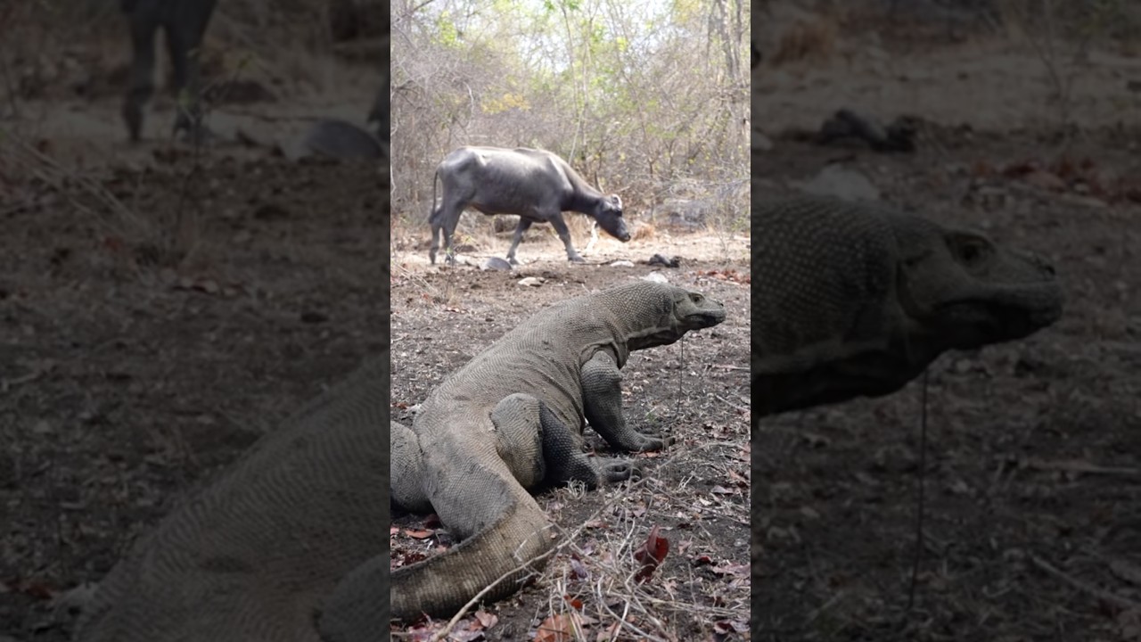 Komodo Dragons Hunting a Water Buffalo