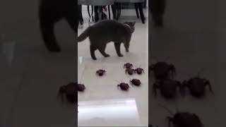 Cats eat cockroaches? This One is Different 😂