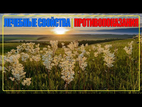 Таволга Лечебные Свойства И Противопоказания | Лабазник