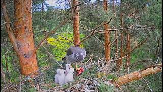 Kanakull (Accipiter gentilis) Jastrzębie Alla & Ruudi  Karmienie pięcioraczków