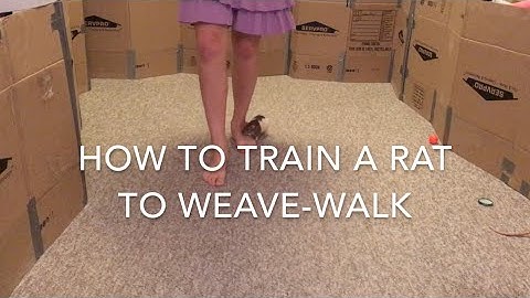How to Train a Rat to Weave-Walk Part 1