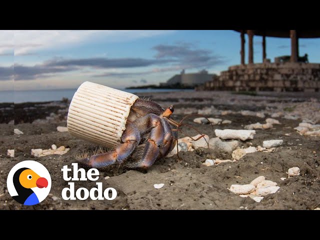 Guy Finds Hermit Crabs Living In Plastic And Offers Them New Shells | The Dodo class=