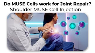 Do MUSE Cells work for Joint Repair? Shoulder MUSE Cell Injection