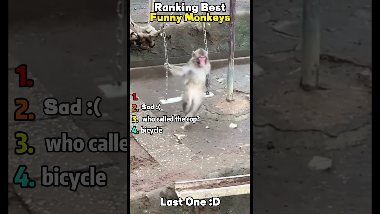 Best Funny Monkeys 2025 🐵🤣 | Hilarious Monkey Videos