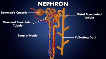 Structure and Function of Nephron: 3d illustration