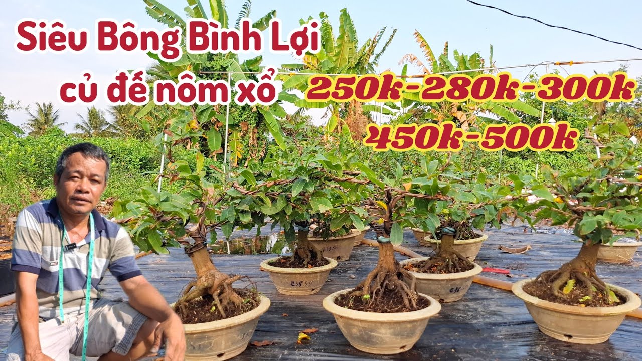 06/03/2026💥Mai vàng Mai giống mới nhất, siêu bông bình lợi lấy bo củ đế nôm 250k 300k 400k 500k 