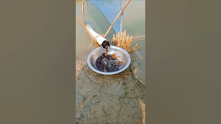 How to Catch Fish Using a Plastic Pipe #fishing #villagelife #fishingvideo