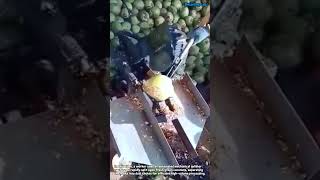 Fast Coconut Splitting Machine Operation #worker #process #coconut #machine #factory