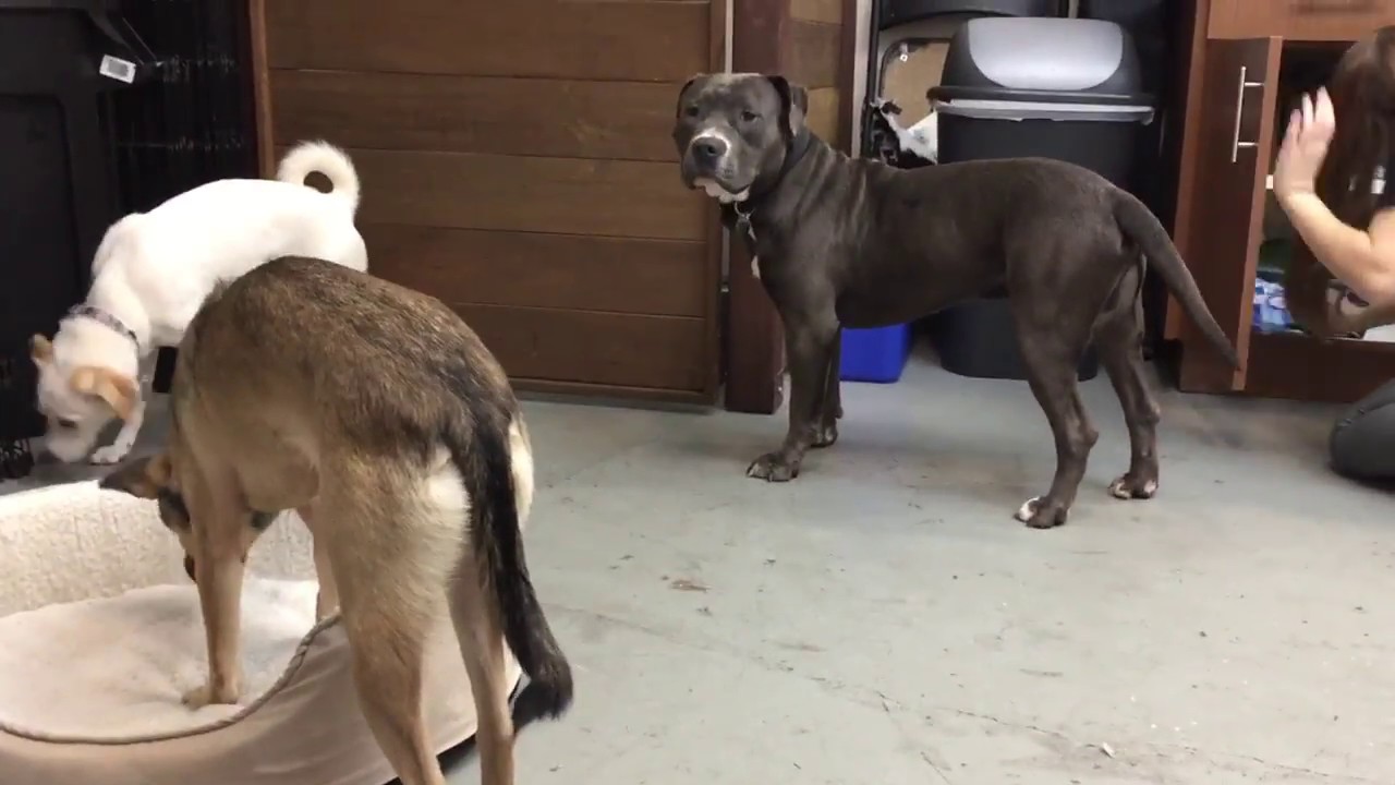 Animal Hope & Wellness Foundation 2017