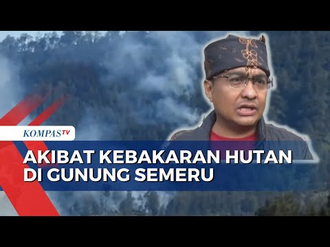 Video: Apakah hutan nasional ditutup?