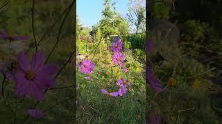 Cosmos And Birdsong #flower #garden #pov #nature #Birdsong