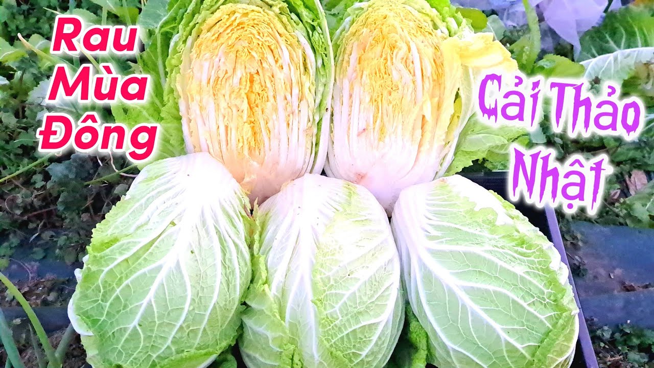 Thu Hoạch Cải Thảo Nhật, Rau Cải Ngọt Tím Vườn Nhà Hiền 🥬