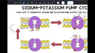 Chapter 7: Membrane Structure and Function (Part 2)