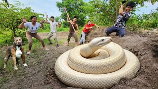 Brave hunters using Pitbull dogs captured a giant, mutated white python.