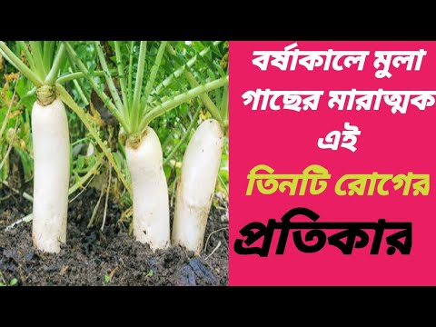 ভিডিও: মূলা কালো শিকড় রোগ: মূলা গাছের কালো শিকড় সম্পর্কে জানুন