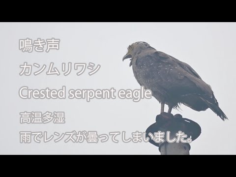 【鳴き声】カンムリワシ Crested serpent eagle