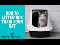 How To Train Your Cat To Use The Litter Box?