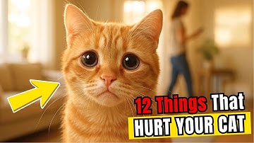 12 Things That Emotionally Hurt Your Cat (Without You Realizing It!)