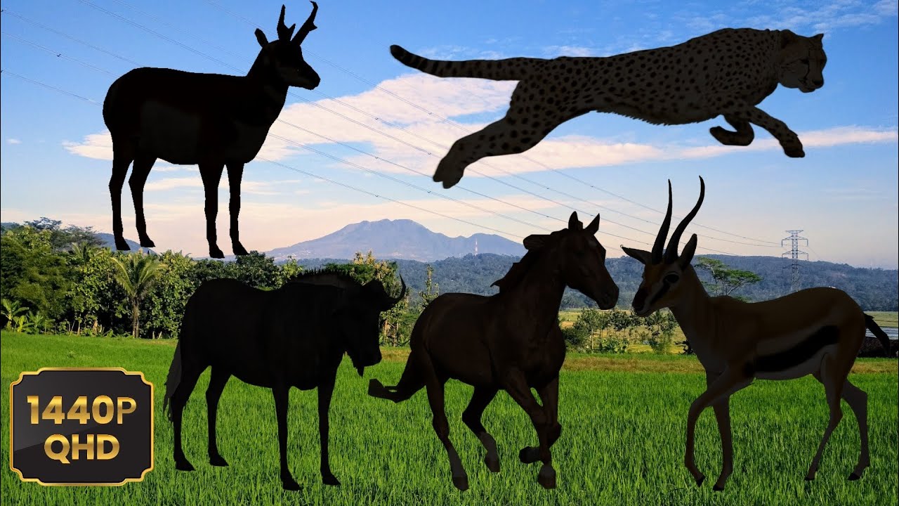 The 5 Fastest Animals On The Land ??? 🧐 - YouTube
