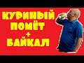 Куриный помет как удобрение. С Байкалом + эксперимент