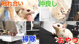 第2回⑤【バレンタインオリジナル生地】＊ころんと日和＊フクロモモンガ＊小動物 第2回⑤【バレンタインオリジナル生地】＊ころんと日和