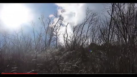Strong Howling Wind Sound 8 Hours, Swaying Trees in The Wind