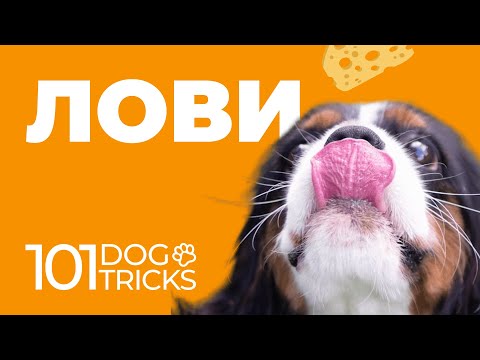 Команда Лови 🐩 Научить собаку ловить летящее лакомство по команде 🐾 Обучить щенка ловить игрушку 🐶
