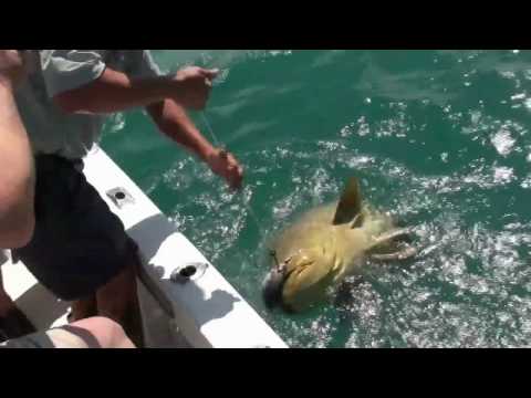 125 lb Goliath Grouper - Chris Bloomfield and Red ...