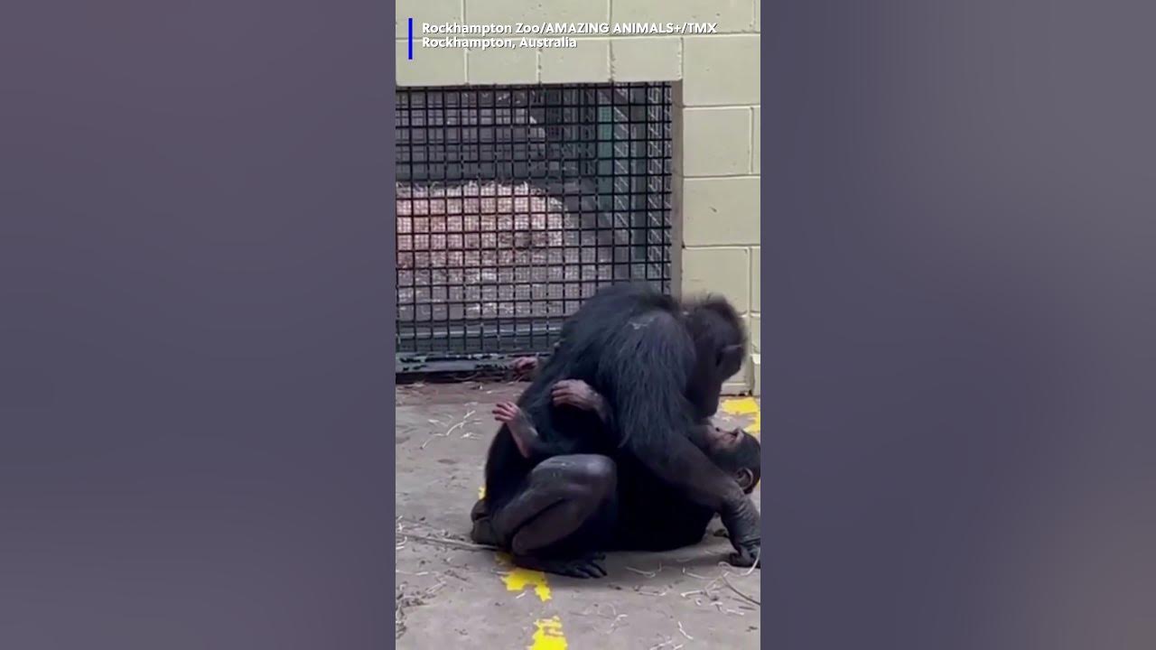 Chimp reunited with surrogate mom after he spent the night away while