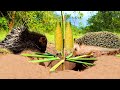 Primitive Technology - Deep Hole Porcupine Trap In Jungle - Porcupine Trap That Work 100%