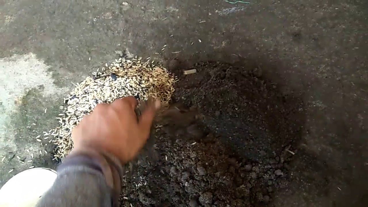 Cara mudah budidaya bunga mawar dengan stek 