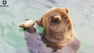 В бассейне Мансура завелась рыба🐻🐟