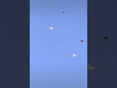 حمام قاسم حمام اللوت