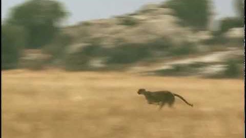 Cheetah neemt de kortste route