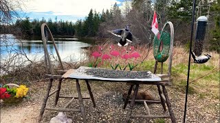 LIVE! BIRDS SQUIRRELS Feeder Cam Stream - TV for Cats 🇨🇦 New Brunswick, Canada - Mon 13 May 2024