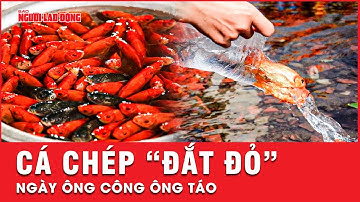 Giá cá chép đỏ tăng vọt trong ngày cúng ông Công ông Táo | Thời sự