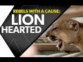 Animal defenders international seize animals held illegally in peru  timesxtwo trailer