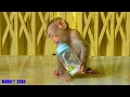 Tiny Monkey Baby Nina Drinking Milk And Hug Milk Bottle Sleep