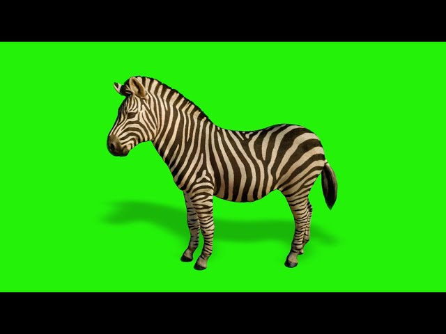 KI ET LA - Bildschirmbrille - Screen RoZZ - Ekail - Das Kleine Zebra