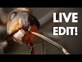 Ant Macro Photography – Live Photo Editing!