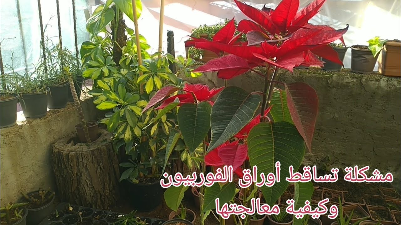 أسباب #تساقط_الأوراق لنبات #الفوربيون #بنت_القنصل | وكيفية معالجتها ✓ .. @Eymen_Hatib
