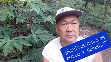 Qual é o nome do pé de mandioca?