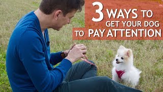 3 Ways to Get your Dog to Pay Attention!
