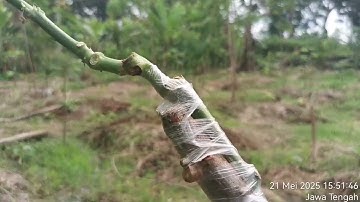 Tanam batang singkong  sambung pucuk dengan singkong  karet