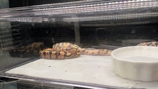 Pre-shed baby ball pythons Clutch 1 of 2020